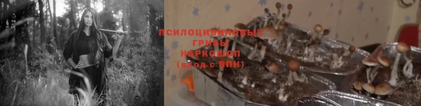 прущие грибы Белокуриха